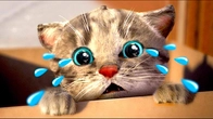 Little Kitten Adventure Cute Cat's Video Best App of a Pet Educational Video for Toddlers & Kids