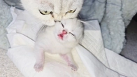 Baby kitten is in a bad mood, screaming and meowing. Mother cat is worried and scolds him