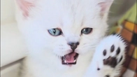 These cute and quirky kittens just love to meow