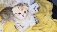 Compare the behavior of sleepy kittens and active kittens