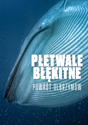 Płetwale błękitne: powrót olbrzymów