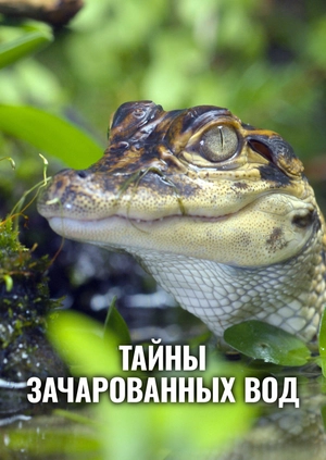 Тайны зачарованных вод