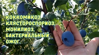 Обработка плодовых деревьев. Чем и от чего.