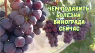 Милдью и оидиум на созревающем винограде — чем спасать урожай?