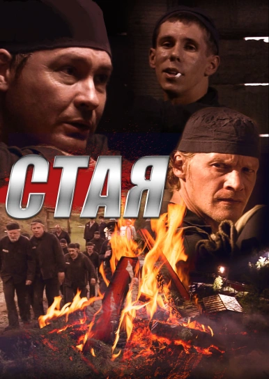 Сериал Стая Актеры Фото Сериал Стая Актеры Фото