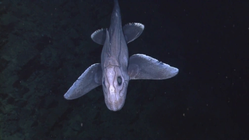 Акулы из другого мира: лучшее