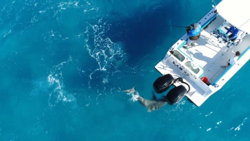 Акулы разбушевались!