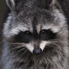 Meeko