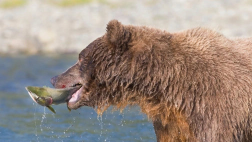 Короли острова Кадьяк