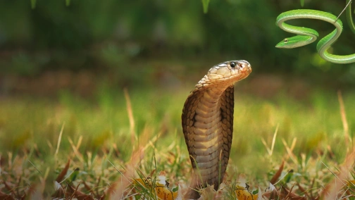 Змеи. Тайны самых смертоносных созданий на земле