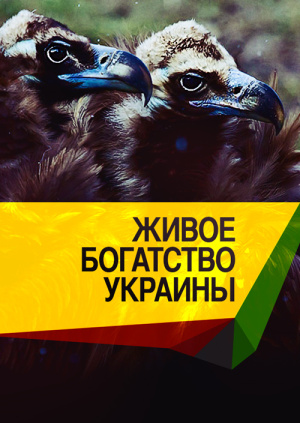Одесса : 3 слона