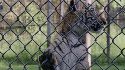 Серія 6. Довіра слона