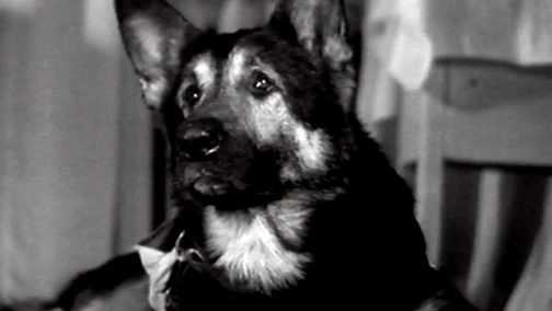 Дай лапу, Друг