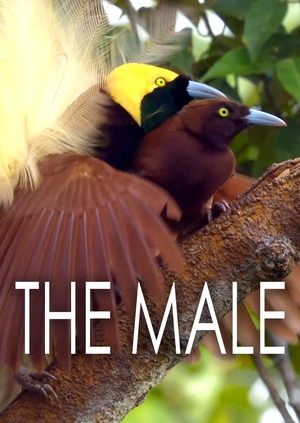 The Male