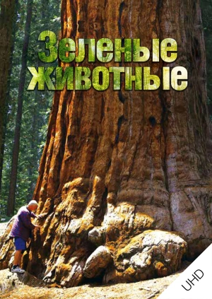 Зелёные Животные UHD