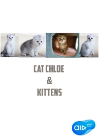 Chloe the Cat & Kittens