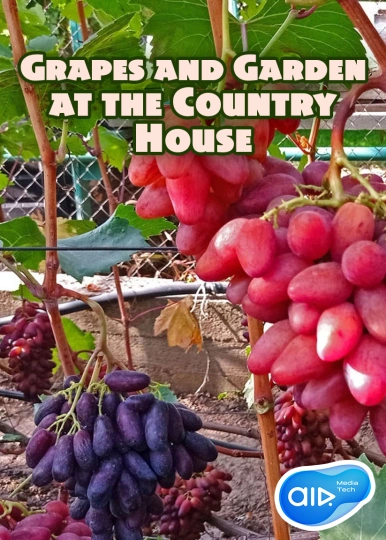 Grapes and Garden at the Country House