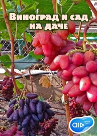 Виноград и сад на даче