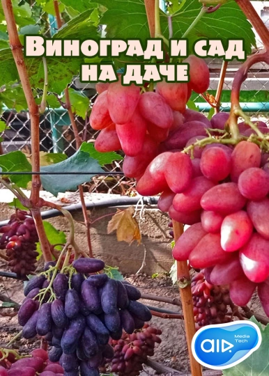 Виноград и сад на даче