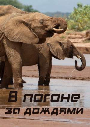 В погоне за дождями