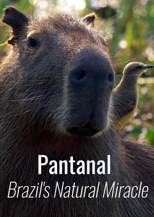 Pantanal – Brazil's Natural Miracle