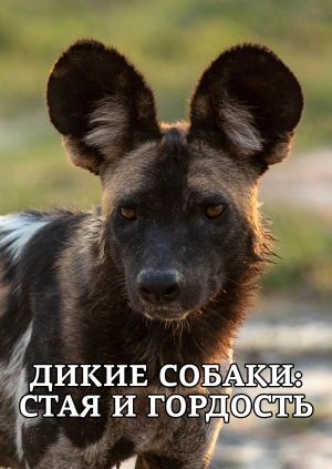 Дикие собаки: стая и гордость