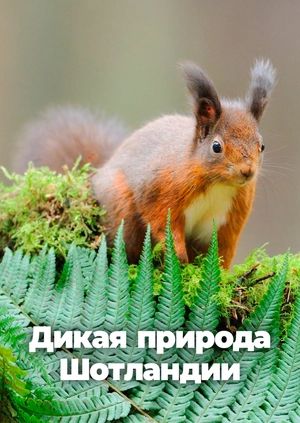 Дикая природа Шотландии