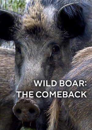 Wild Boar: The Comeback