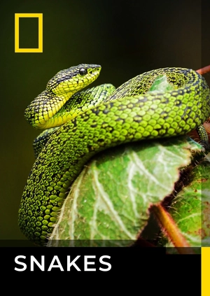 Snakes