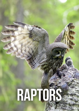 Raptors