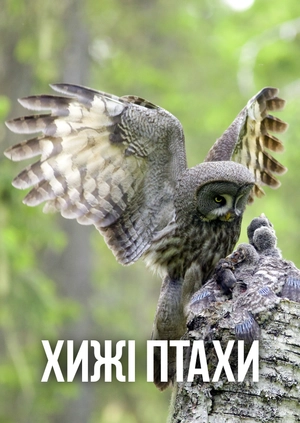 Хижі птахи