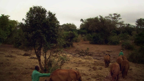 Зустрічі з тваринами