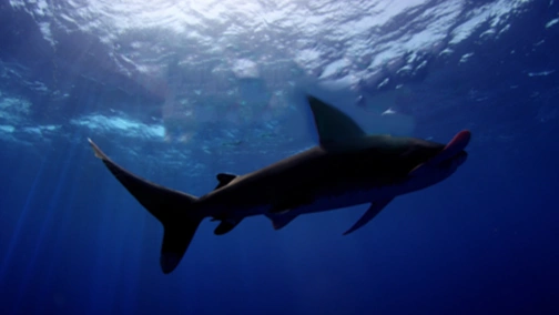 Мої друзі-тварини: Підводна місія